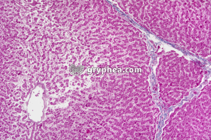 Foie de Porc x25 - gryphea.org